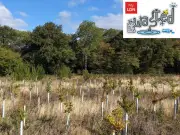 London councils planted 550k trees since 2019: interactive map shows rewilding efforts