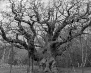 Major Oak in Sherwood Forest dies at 1,000 years old; readers share memories