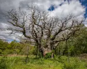 Major Oak in Sherwood Forest Dies at Over 1,000 Years Old After Hot Summers