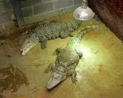 Man arrested after boy, 3, injured in Cambridgeshire zoo crocodile enclosure