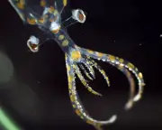 Marine expedition discovers 31 new species in two weeks off Brazil