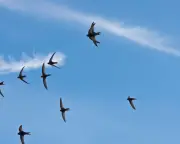 Migrating swifts show strong loyalty to nest sites, study finds