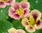 Not Too Late to Sow Nasturtiums for Summer Garden Joy