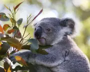 NSW Great Koala Park to Proceed via Carbon Credit Deal
