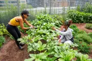 Okra up north: heirloom white velvet okra connects African diaspora in Toronto