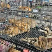 Over 400 cats saved from meat trade in Vietnam police raid
