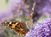 Painted Lady Butterflies Arrive in Record Numbers, Marking a Legendary Summer