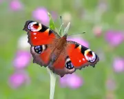 Peacock Butterfly Voted Britain's Favourite in Historic Poll