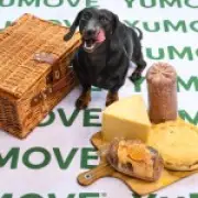 Picnic Foods Adding Hundreds of Calories to Dogs' Diets, Warns Vet Study