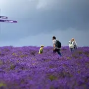 Quirky Lavender Farm Near London Hailed as 'Dream Trip' by Visitors