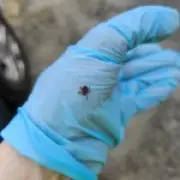 Rare deadly tick-borne Powassan virus spreads in US, cases at historic high