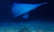 Rare goblin shark seen alive in deep ocean for first time on video
