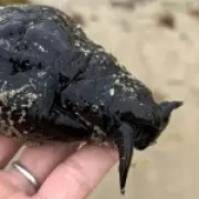 Rare sea slug found on UK beach baffles experts