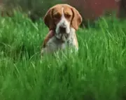 Remembering Holly: The Beagle Who Chewed Through My Home and Heart