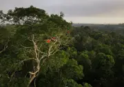Rethinking Ecosystem 'Failure': Why Nature Doesn't Break Down Like a Machine