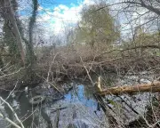 River Cleanup Volunteer Faces Prosecution for Illegal Dredging
