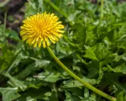 Russian dandelion offers solution to global rubber shortage