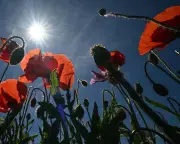 Saharan Heatwave to Push European Temperatures into Mid-30s This Week