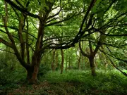 Scadbury Park: South East London's Hidden Gem with Woodland Trail and Ponies