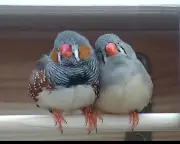 Scientist wins $100,000 prize for decoding zebra finch vocalizations