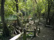 Shaded North London woodland walk minutes from King's Cross Tube station