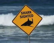 Shark Attack Safety: How to Protect Yourself in Australian Waters