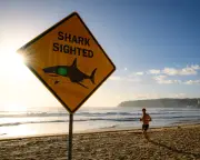 Shark Bites Down Globally But Rising in Australia: Experts Puzzled