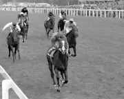 Shergar's Famous Colours to Return at Royal Ascot After Sad Demise