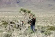Showdown in the Desert: Small Town Fights New California Gold Rush