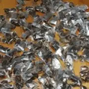 Smuggler caught trafficking 150 venomous scorpions at Cape Town airport