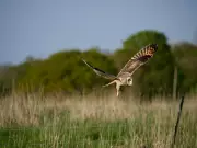 Somerset Rewilding Farm Sees Bird Species Surge from 67 to 94 in Three Years