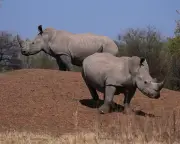 South African rhino horn traffickers sentenced in landmark case