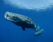 Sperm whales in Mediterranean have distinct dialects on east and west sides