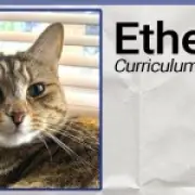 Starmer's AI jobseeker chatbot wrote my cat a CV and said she's employable