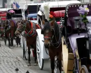 Teen Dies After Being Thrown from Horse-Drawn Carriage in Central Park