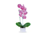 Temperature Drop Trick Makes Orchids Bloom Again