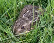 The Leveret by Anna Goldreich review: a hare mends the pain of baby loss