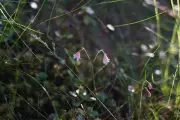 Tiny replica forest hidden deep within the vast woodland