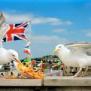 Tourist accused of punching seagull 'close to death' after it stole his pasty in St Ives