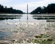Trump's botched reflecting pool becomes 2,028ft metaphor for failure