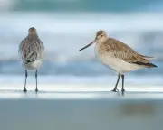 UK Migrant Waders Face Arctic Climate Challenges