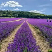 UK's largest lavender farm opens for summer visitors in Kent