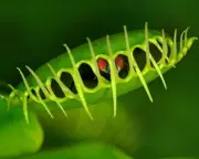 Venus Flytrap's Rapid Snap Explained by Cell Softening Mechanism