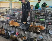 Vietnam police rescue 400 cats stolen for meat in major crime ring bust