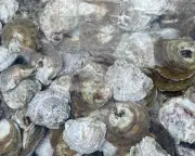 Volunteers Give Native Oysters a Spa Day for Solent Restoration