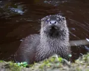 Volunteers in Somerset Aid Study of Wildlife Risks