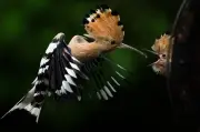Week in Wildlife: Hoopoe, Crocodile, Otter Pup Featured in Global Photos