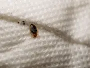 West London man slept in kitchen for 2 years due to bed bugs; council reforms