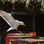 Wetherspoons stops refunds for food stolen by seagulls at Norwich pub