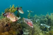 Whyalla cuttlefish fail to appear; algal bloom suspected